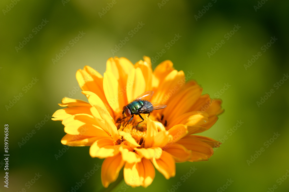 Green fly on a yellow flower, Lucilia sericata. Insect close-up.
Green fly on a yellow flower, Lucilia sericata. Insect close-up.