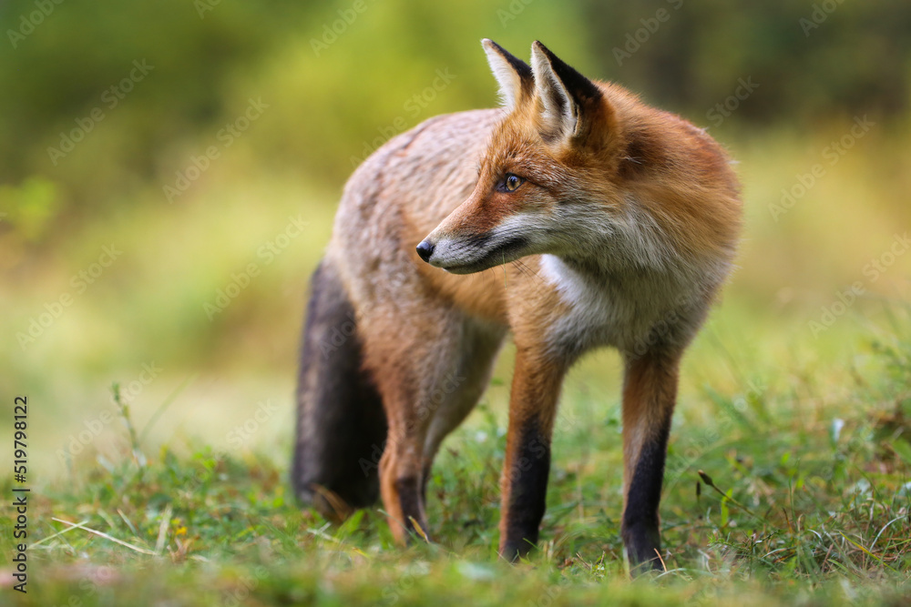 Alert red fox, vulpes vulpes, standing on grassland in summer nature. Orange predator looking on meadow in summertime. Wild creature observing on grassland.