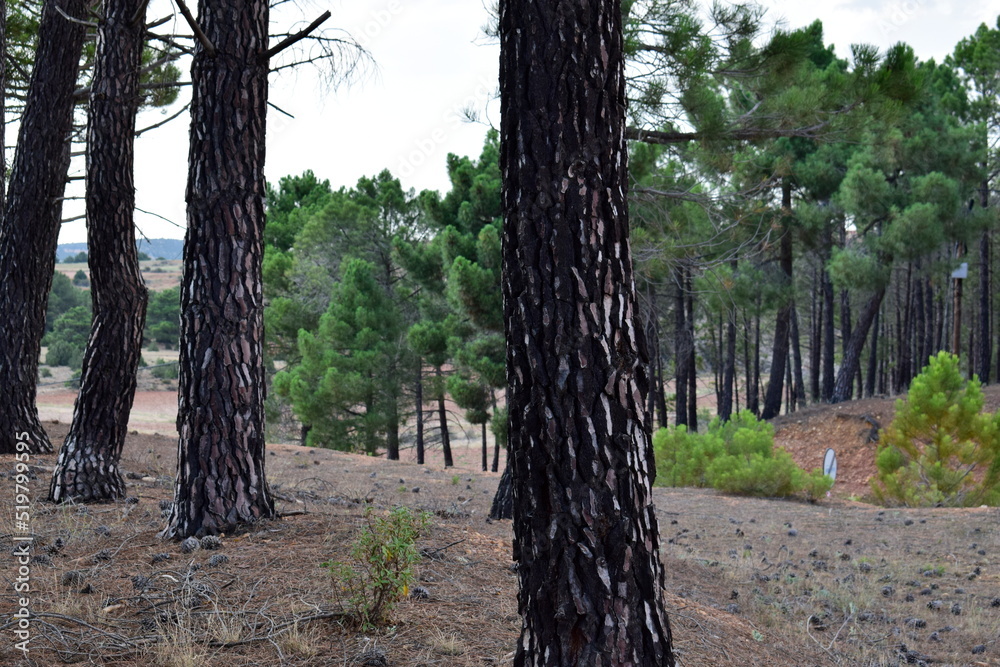 Obraz premium mountain landscape with pine trees in the foreground in summer