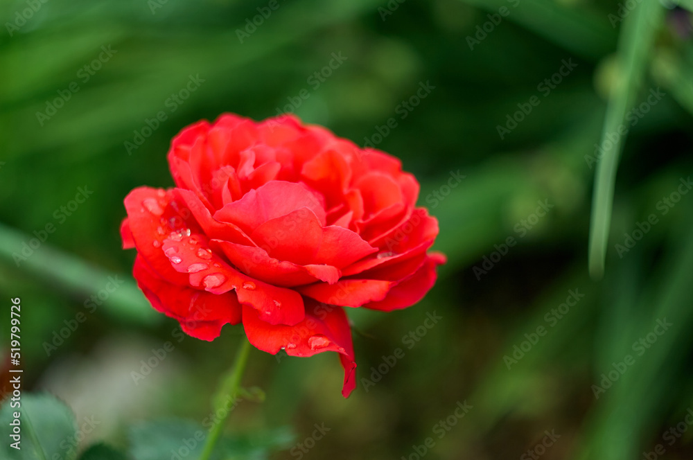 A red garden rose grows in a flower bed among greenery, a beautiful bud, raindrops lurk on the delicate red petals, a beautiful summer still life