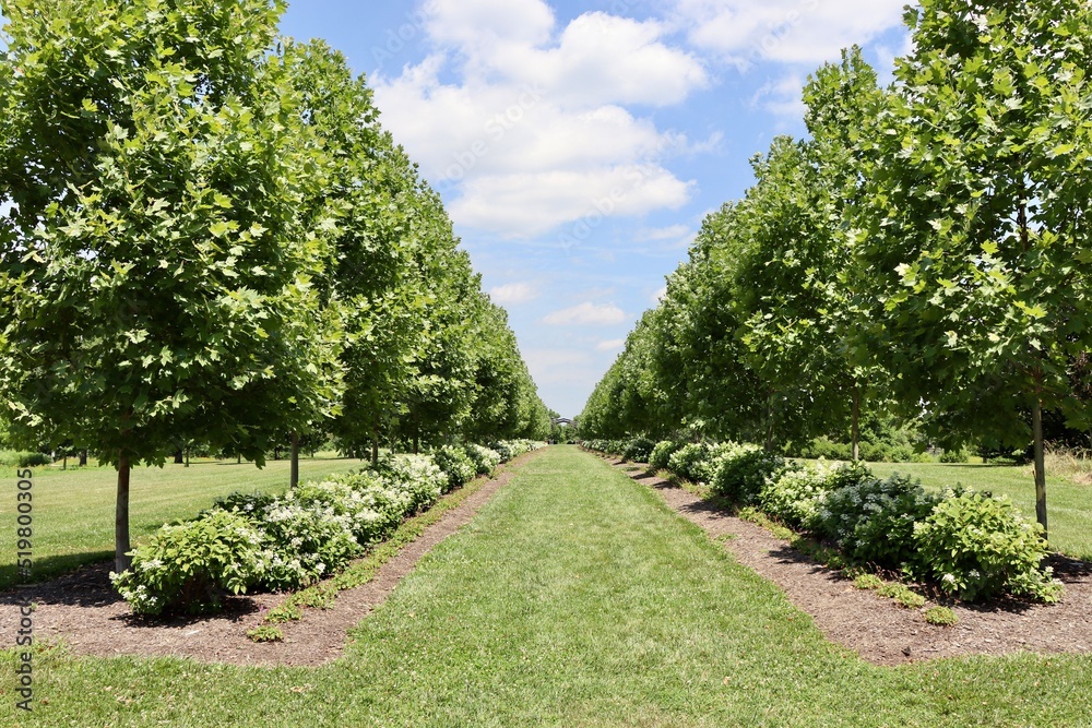 The rows of trees in the garden at the park.