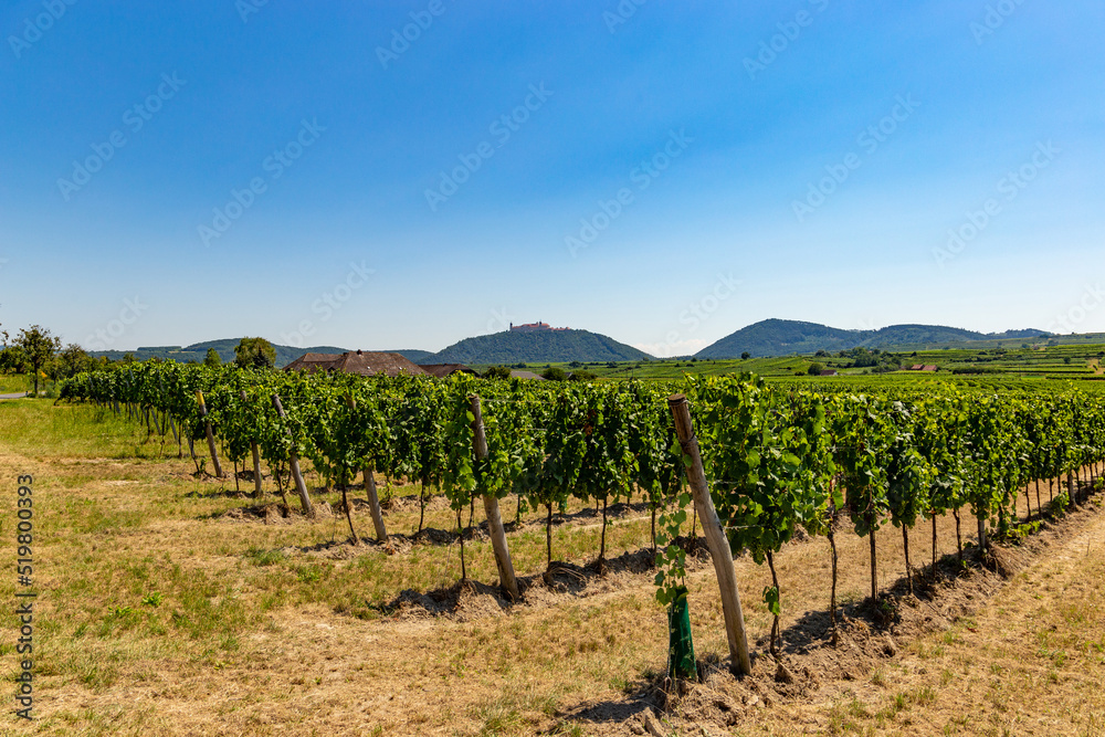 Vineyards in Wachau valley. Lower Austria.
