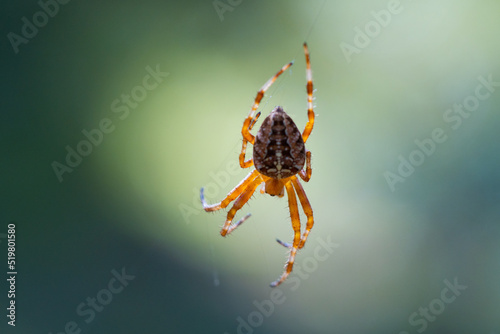 Close-up macro shot of a European cruciform garden spider, Araneus diadematus, sitting in a cobweb