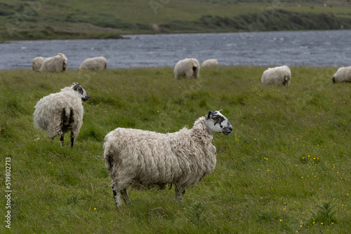 Flock of Sheep, with black and white faces, graze on grass in Scotland on the Isle of Islay