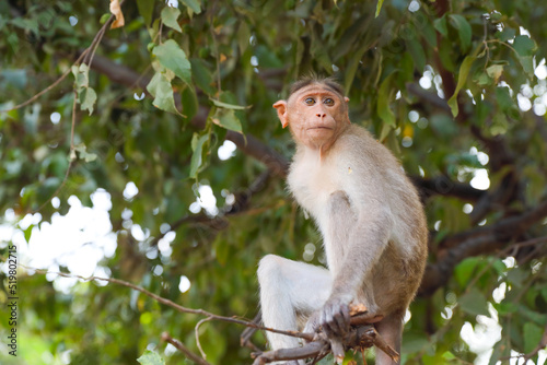 Monkey sitting on tree branch © V.R.Murralinath