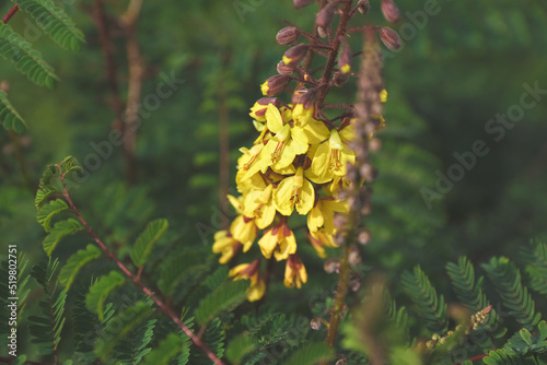 Flowers of the Mysore thorn (Caesalpinia decapetala)	
 photo