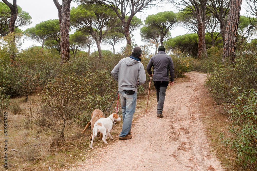 Two adult men walk their dogs along a path through a pine forest on a foggy autumn day.