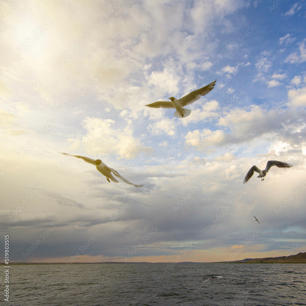 Naklejka premium seagulls in motion flying over the lake in a strong weather, against the backdrop of a beautiful sunset and rain with a thunderstorm