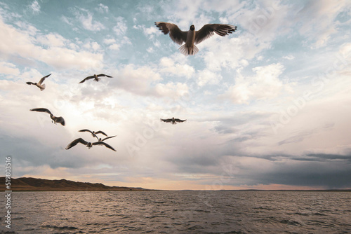 seagulls in motion flying over the lake in a strong weather  against the backdrop of a beautiful sunset and rain with a thunderstorm