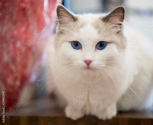 Wallpaper Mural Ragdoll cat close up photo Torontodigital.ca