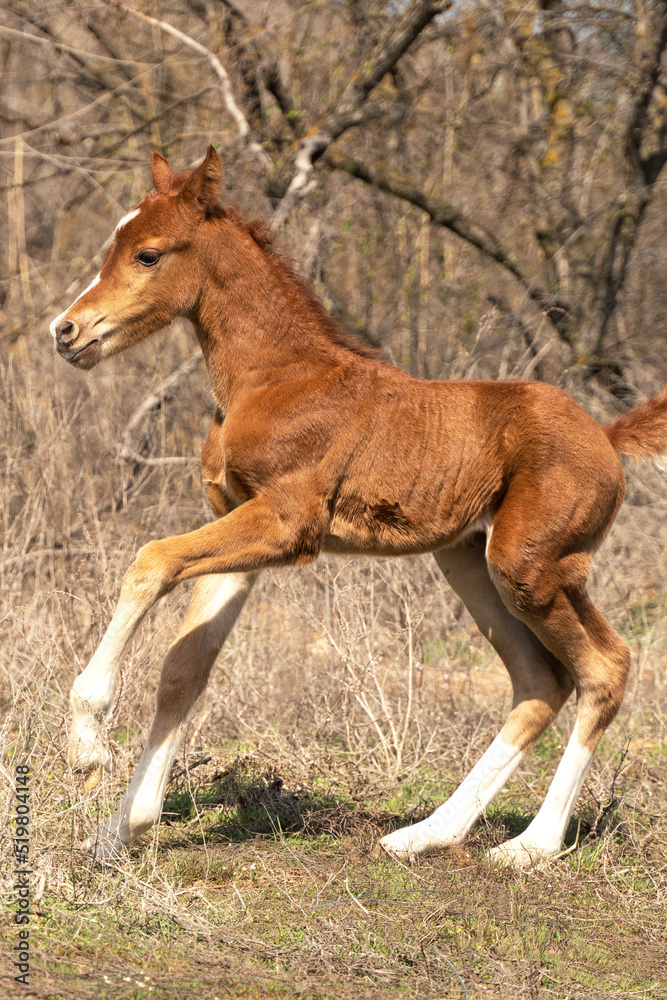 Little chestnut foal runs gallop
