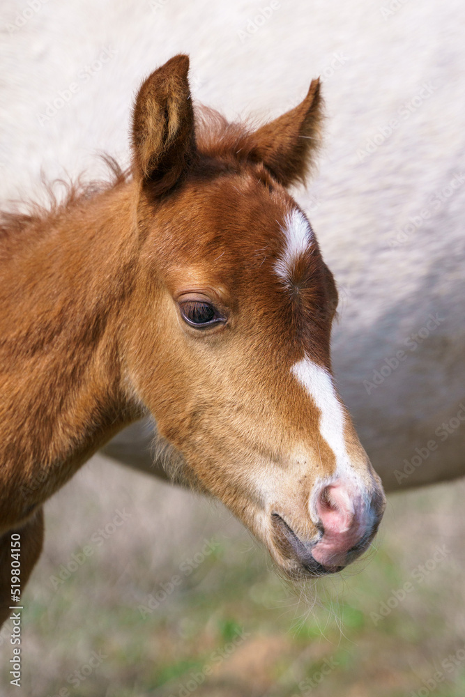 Portrait of a small chestnut Welsh pony foal with a white mark on the muzzle
Portrait of a small chestnut Welsh pony foal with a white mark on the muzzle