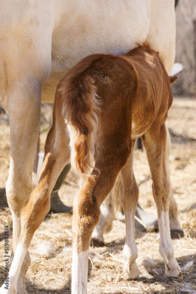 Fototapeta premium Little chestnut Welsh pony foal sucking mother's milk 