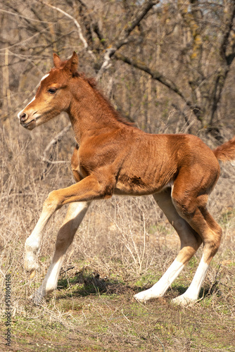 Little chestnut foal runs gallop 