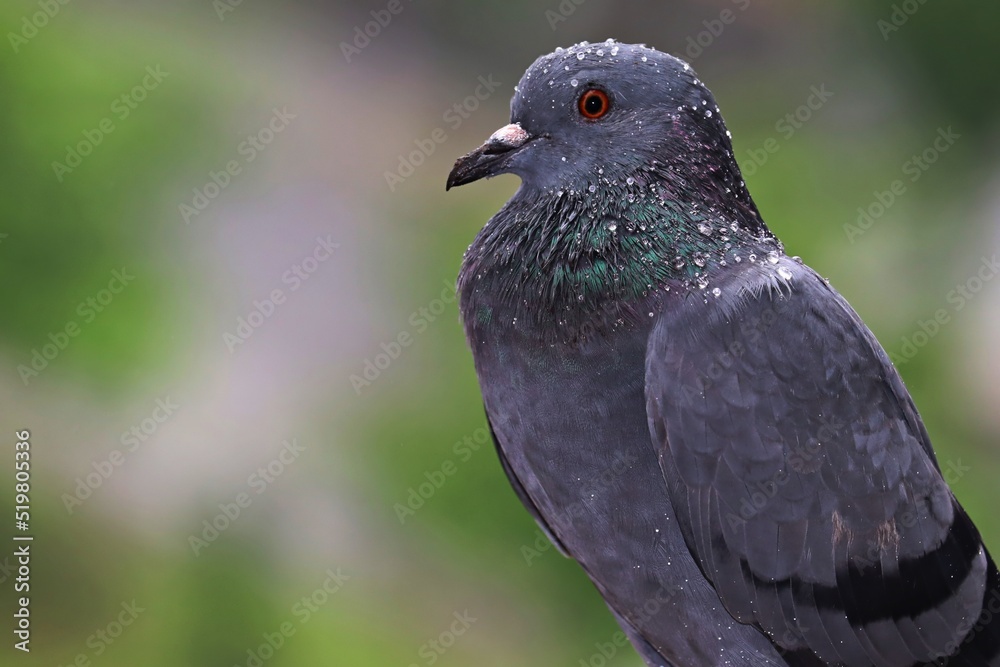 Fototapeta premium Rock dove pigeon enjoying the monsoon/rain in Ahmedabad