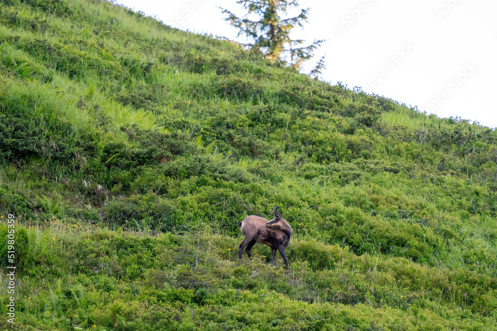 Fototapeta premium chamois buck, rupicapra rupicapra, on the mountains at the morning in summer