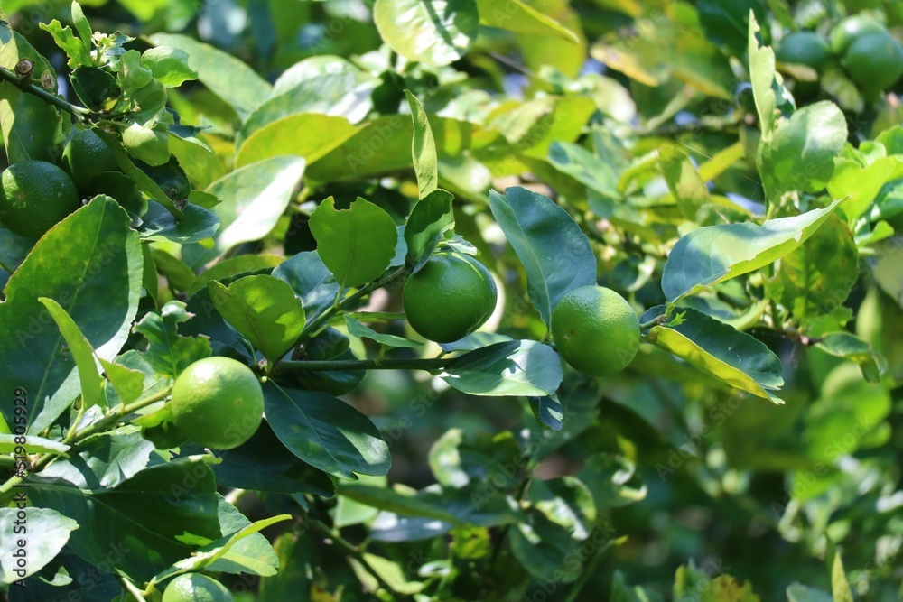 green apples on a tree