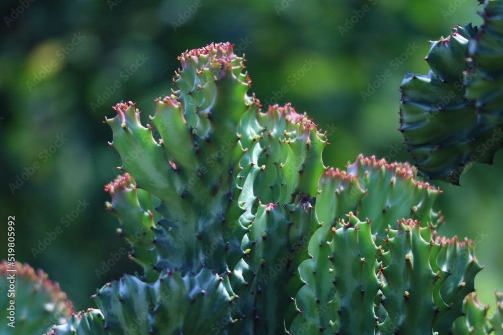 cactus cactus