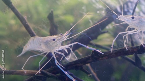 Close up of shrimp standing still on branch tree in water. Giant river prawn or giant freshwater prawn larvae (Macrobrachium rosenbergii) in macro
