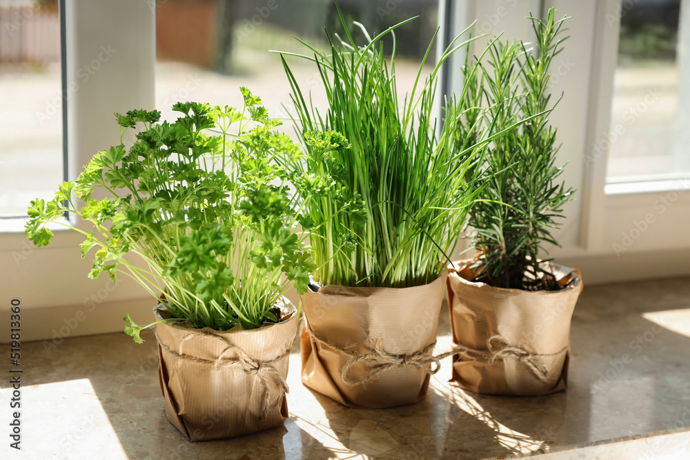 Fototapeta premium Different aromatic potted herbs on windowsill indoors