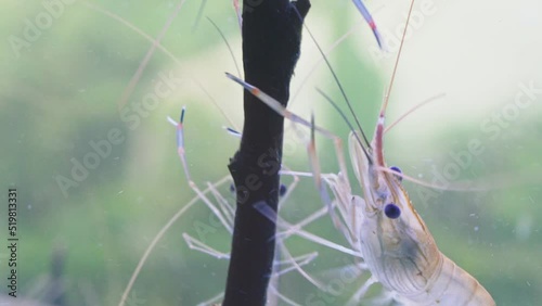 Close up of shrimp swimming and hang on branch in water. Giant river prawn or giant freshwater prawn larvae (Macrobrachium rosenbergii) in macro