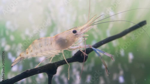 Close up of shrimp standing still on branch tree in water. Giant river prawn or giant freshwater prawn larvae (Macrobrachium rosenbergii) in macro
