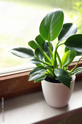 Beautiful houseplant with bright green leaves in pot on windowsill