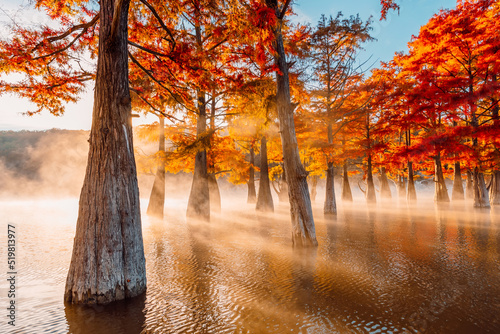 Swamp cypresses on lake with fog and sunshine. Taxodium distichum with orange needles in Florida. photo