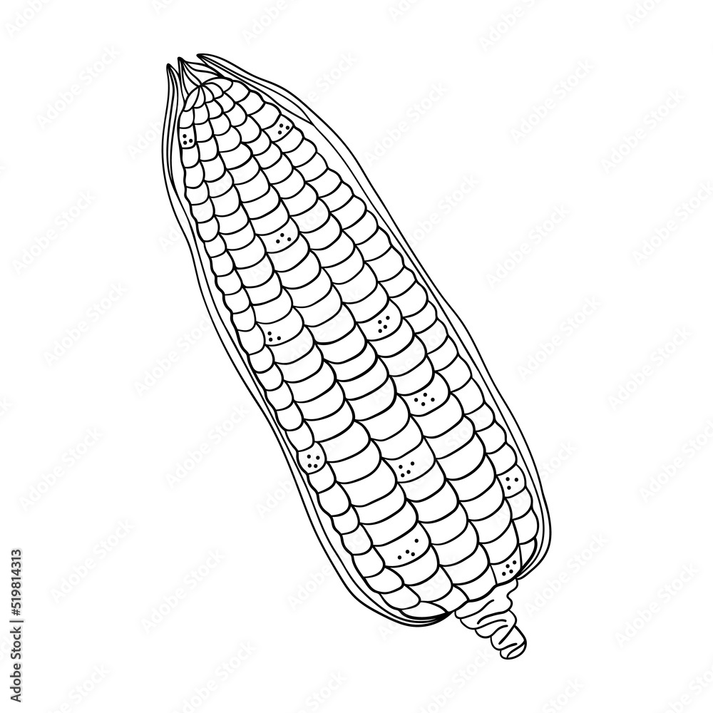 Hand drawn corn cob isolated on a white background. Doodle, simple outline illustration. It can be used for decoration of textile, paper. Hand drawn corn cob isolated on a white background. Doodle, simple outline illustration. It can be used for decoration of textile, paper.