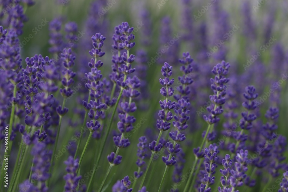 Naklejka premium Beautiful blooming lavender plants in field, closeup