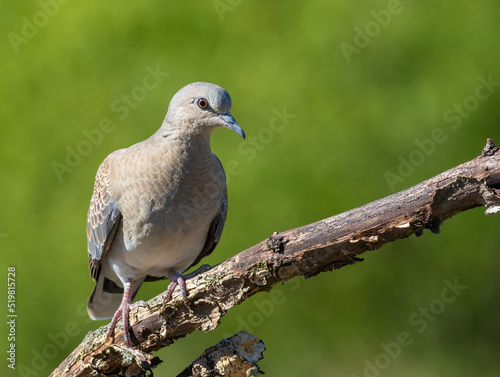 European turtle dove, Streptopelia turtur. A bird sits on an old dry branch on a blurry background