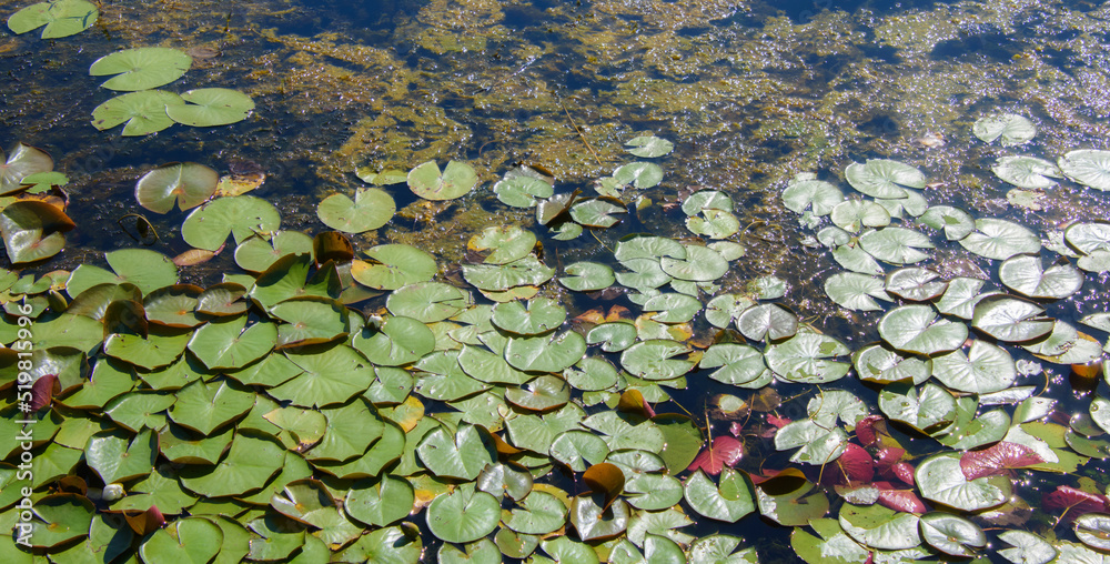 Walk on the edge of a marsh with its aquatic plants in July in Quebec, Canada Walk on the edge of a marsh with its aquatic plants in July in Quebec, Canada