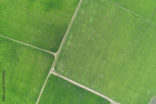 Green rice Fileds aerial view Thailand countryside