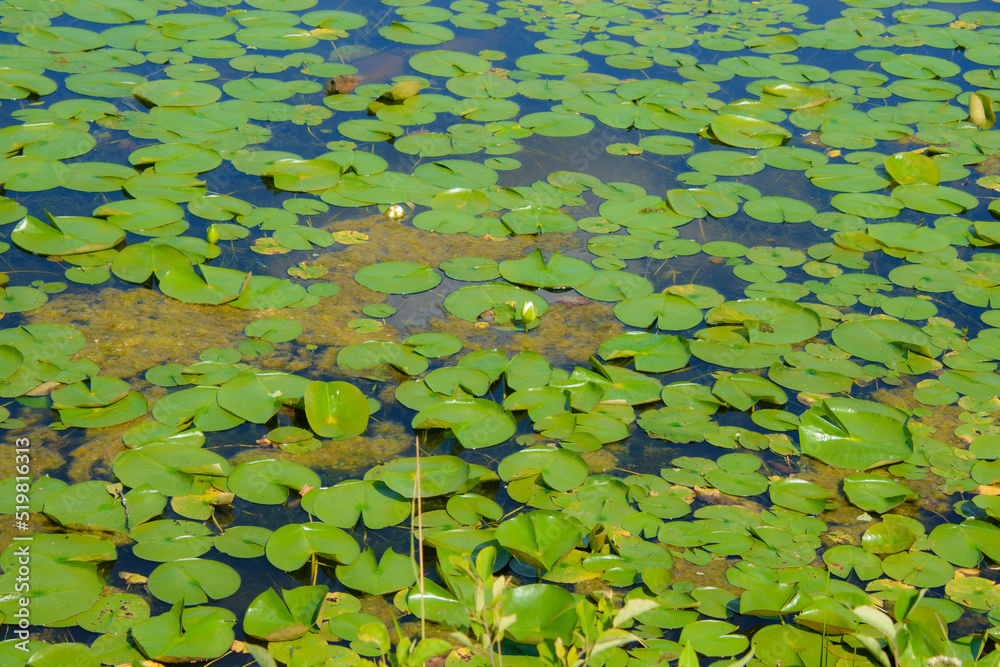 Walk on the edge of a marsh with its aquatic plants in July in Quebec, Canada Walk on the edge of a marsh with its aquatic plants in July in Quebec, Canada