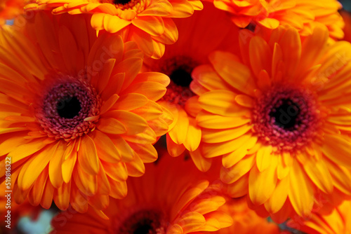 Beautiful orange gerbera flowers as background  closeup