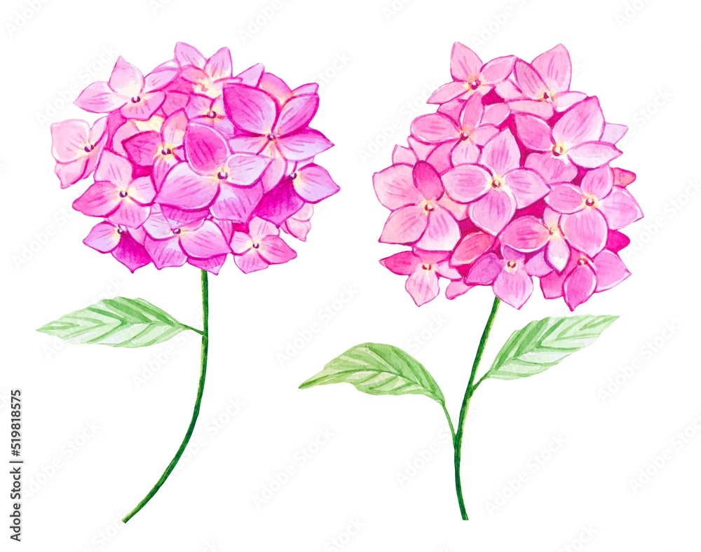 Pink sprigs of hydrangea in watercolor on a white background