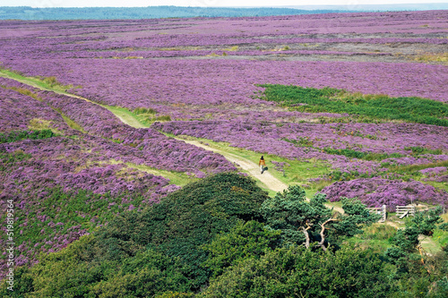 Walker on path north out of the Hole of Horcum over heather covered Goathland Moor in North York Moors National Park, England photo