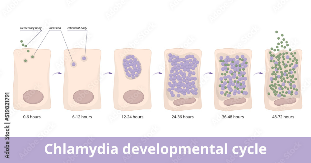 Chlamydia developmental cycle. The elementary body attaches to a host ...