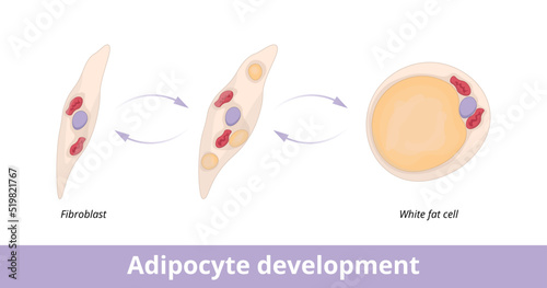 Adipocyte development. Visualization of adipocyte (fat cell) development from fibroblast. Fibroblast as adipocyte progenitor. photo