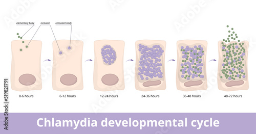 Chlamydia developmental cycle. The elementary body attaches to a host cell and differentiates into a reticulate body, which is released. Life cycle of chlamydia. photo