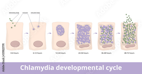 Chlamydia developmental cycle. The elementary body attaches to a host cell and differentiates into a reticulate body, which is released. Life cycle of chlamydia.