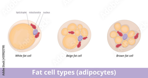 Fat cell types (adipocytes).	Adipocytes are categorized into three different cell types—white, brown, and beige and  are filled with a lipid droplets and few cellular organelles. photo