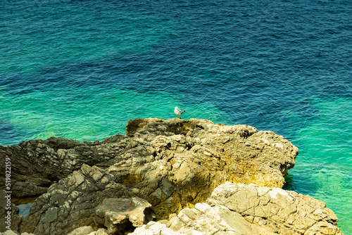 Wallpaper Mural Close-up of a seagull sitting on a rock, rocks sticking out from the sea, sunny day, June, beautiful colors of water from bright green to blue Torontodigital.ca