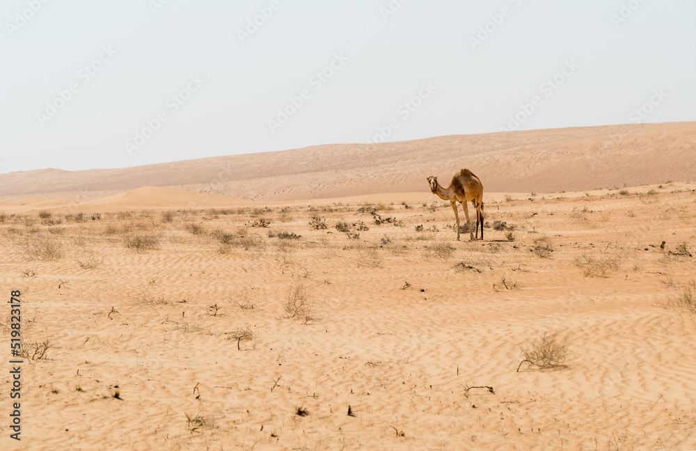 The Middle Eastern camel in Wahiba Sands of desert in Oman. The Middle Eastern camel in Wahiba Sands of desert in Oman.