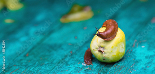 Close-up of the Spanish slug Arion lusitanicus on a green apple. Big slimy brown snails crawling around the garden. The invasion damages the leaves and crops. Collection of invasive species. photo