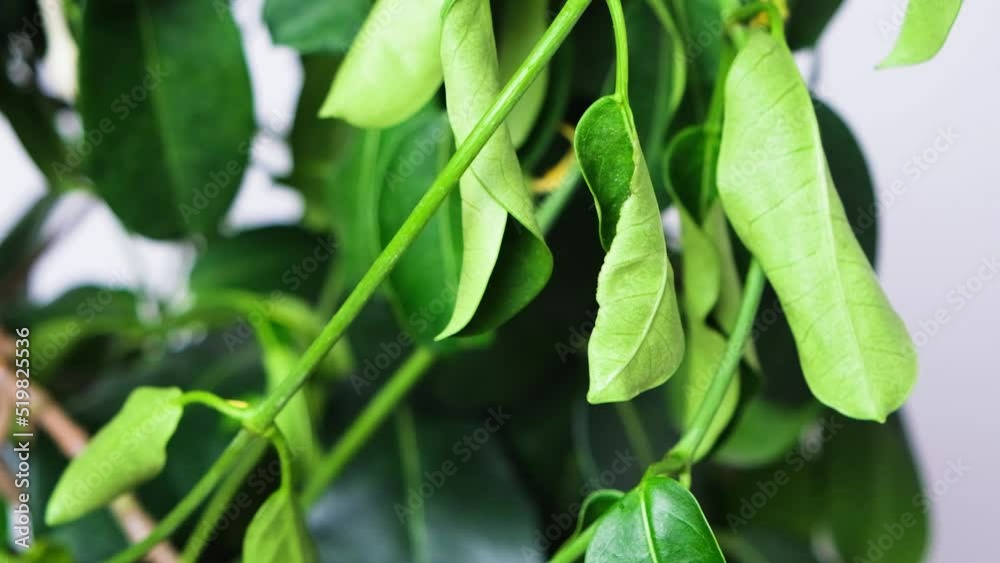 Withered jasmine leaves. Bad hoopoe for indoor plants, lack of watering Withered jasmine leaves. Bad hoopoe for indoor plants, lack of watering