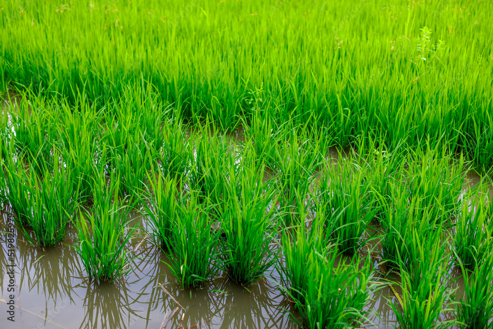 Fototapeta premium The close background of the green rice fields, the seedlings that are growing, are seen in rural areas as the main occupation of rice farmers who grow rice for sale or living.
