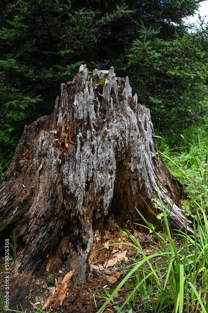 Closeup of an old tree stump with unique trunk structure and color - exploring the Pudaocuo National Park near Shangri-La, China