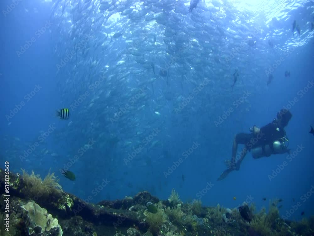 custom made wallpaper toronto digitalHuge school of bigeye trevally (Caranx sexfasciatus) with diver