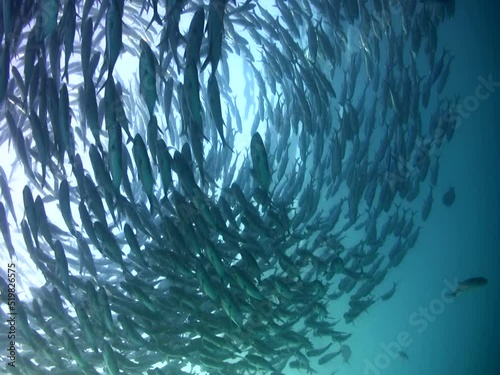 Huge school of bigeye trevally (Caranx sexfasciatus) forming a tornado photo